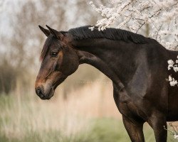 dressage horse Virginia 227 (German Sport Horse, 2015, from Vulkato)