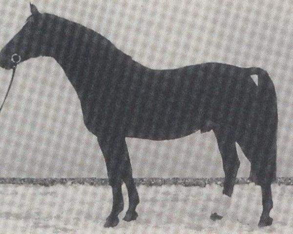 stallion Polarstern (Westphalian, 1971, from Pilatus)