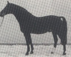 Deckhengst Polarstern (Westfale, 1971, von Pilatus)