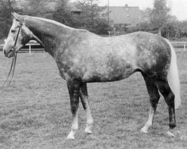 horse Korenbleem xx (Korhely) (Thoroughbred, 1960, from Palestine xx)