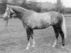 stallion Korenbleem xx (Korhely) (Thoroughbred, 1960, from Palestine xx)