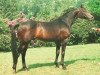 stallion Königstreuer xx (Thoroughbred, 1977, from Frontal xx)