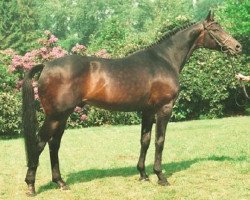 stallion Königstreuer xx (Thoroughbred, 1977, from Frontal xx)