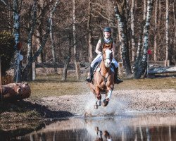 Springpferd Chicci Micky (Holsteiner, 2009, von Catoki)