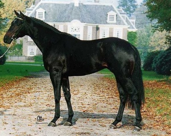 stallion Colway Bold xx (Thoroughbred, 1989, from Never So Bold xx)