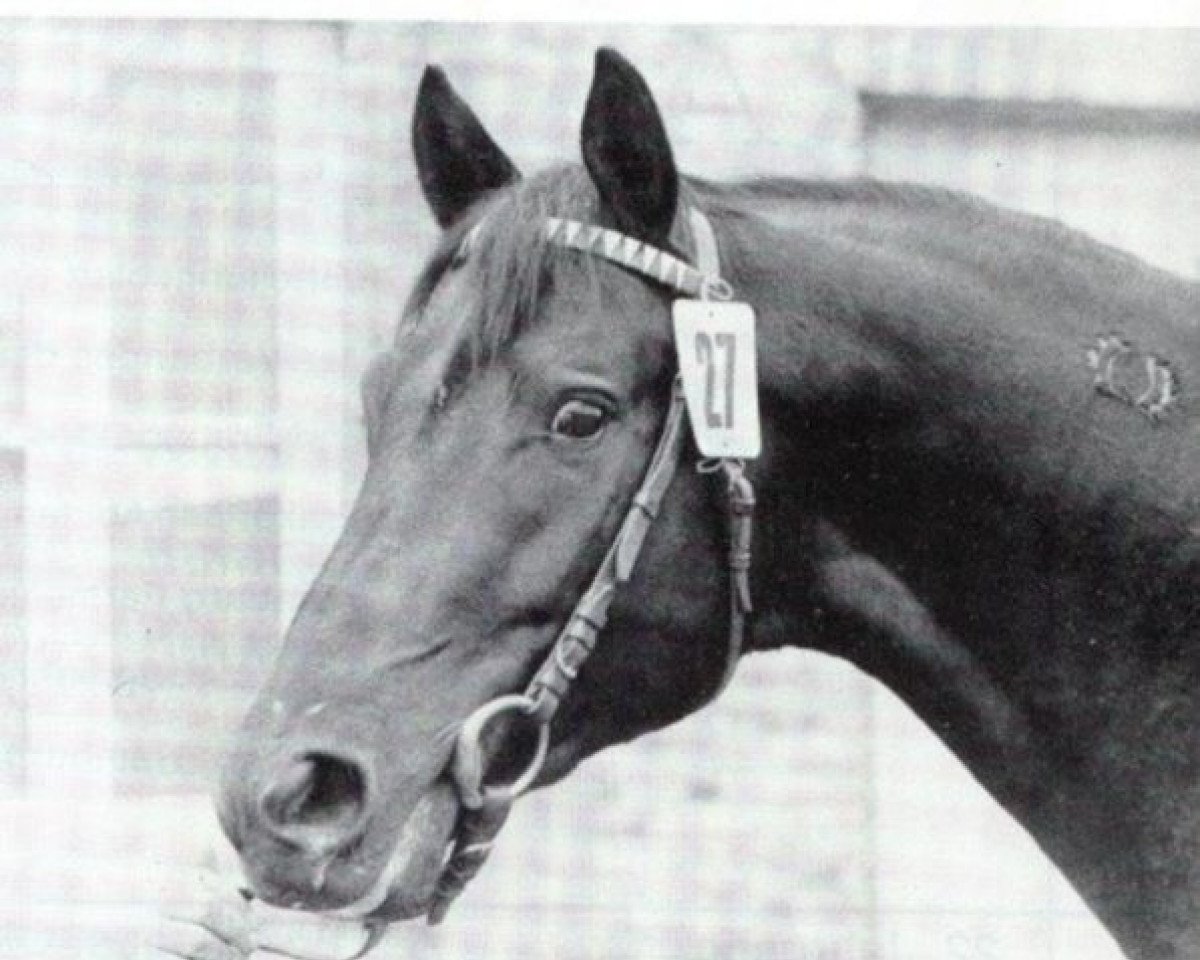 Deckhengst Lucado (Trakehner, 1973, von Donauwind)