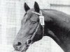 stallion Lucado (Trakehner, 1973, from Donauwind)
