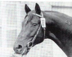 Deckhengst Lucado (Trakehner, 1973, von Donauwind)