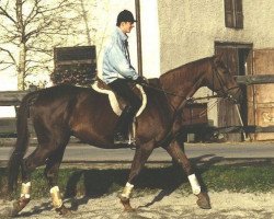 Zuchtstute Radschendra (Trakehner, 1983, von Mohammed)