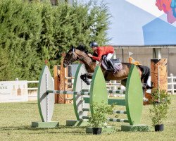 Springpferd Halla V/h Kluizebos (Belgisches Warmblut, 2007, von Pkz Contact van de Heffinck)