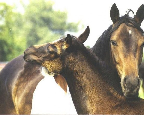 broodmare Raumzeit Kontinuum (Trakehner, 1996, from Mont du Cantal AA)