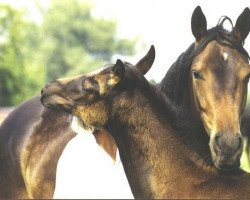 Zuchtstute Raumzeit Kontinuum (Trakehner, 1996, von Mont du Cantal AA)