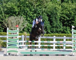 jumper Caipirinha W (Austrian Warmblood, 2014, from Digitalo W)