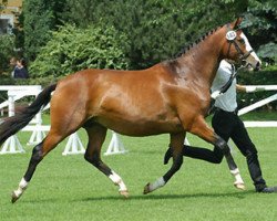 Zuchtstute Gracia Patricia II (Trakehner, 1999, von Alter Fritz)