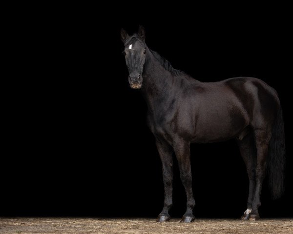 Pferd Romero Z (Rheinländer, 1991, von Radjah Z)