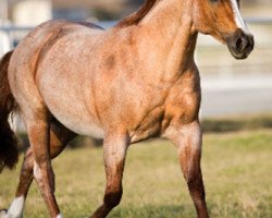 Deckhengst Peptoboonsmal (Quarter Horse, 1992, von Peppy San Badger)