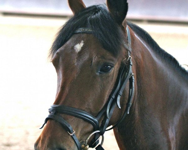 dressage horse Der feine Theodor (German Riding Pony, 2006, from Der feine Lord AT)