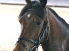 dressage horse Der feine Theodor (German Riding Pony, 2006, from Der feine Lord AT)