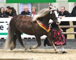 broodmare Iphigenie (Black Forest Horse, 2006, from Federweisser)