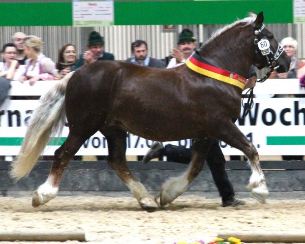 broodmare Euphoria S (South German draft horse, 2005, from Valdano)