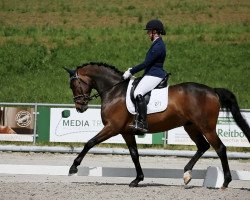 dressage horse Solitaire 99 (Hanoverian, 2015, from Scolari)