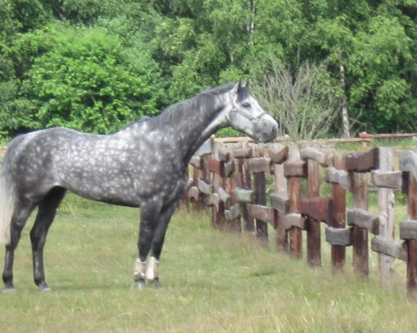 horse Lening (Holsteiner, 2003, from Lansing)