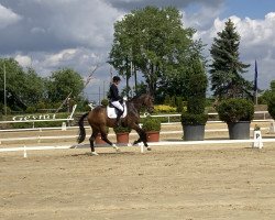 dressage horse Be Geistert (Hanoverian, 2018, from Baccardi)