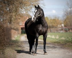 dressage horse For Eternity 18 (Hannoveraner, 2004, from Fabriano)