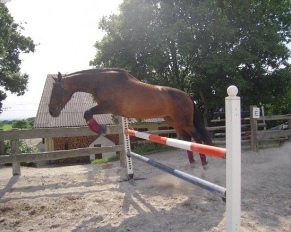 Pferd Daniado (Hessisches Warmblut, 1991, von Diego)