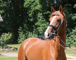 dressage horse Loreley 123 (Hanoverian, 2017, from Londontime)