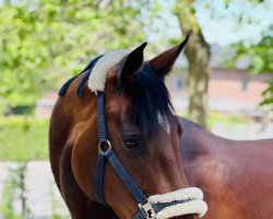 dressage horse Flora Bel (Oldenburg, 2014, from Franziskus FRH)