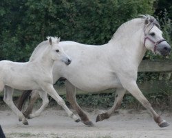 broodmare Hisca (Fjord Horse, 2003, from Hisco)