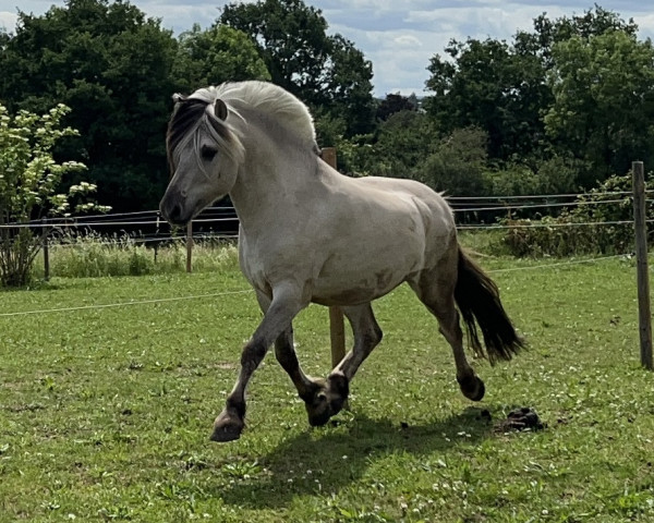 horse Vik van den Bosdries (Fjord Horse, 2019, from Rudsmo Rune)