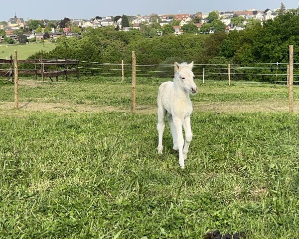 Pferd Trollgardens Runa (Fjordpferd, 2022, von Rudsmo Rune)