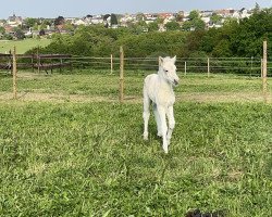 horse Trollgardens Runa (Fjord Horse, 2022, from Rudsmo Rune)