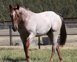 Pferd Time Zone (Quarter Horse, 2009, von One Time Pepto)