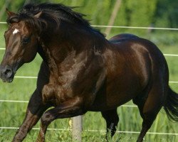 Deckhengst Acres Of Time (Quarter Horse, 1996, von Bob Acre Doc)