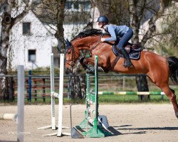 jumper Vermicelle B (Holsteiner, 2017, from Vagabond de la Pomme)