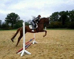 dressage horse Caressa (Zangersheide riding horse, 2000, from Caretano Z)