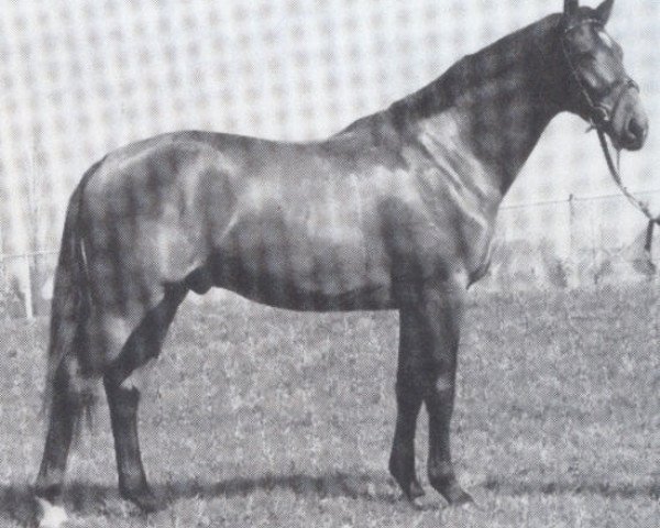 stallion Le Cru de la Cour (Selle Français, 1977, from Quastor)