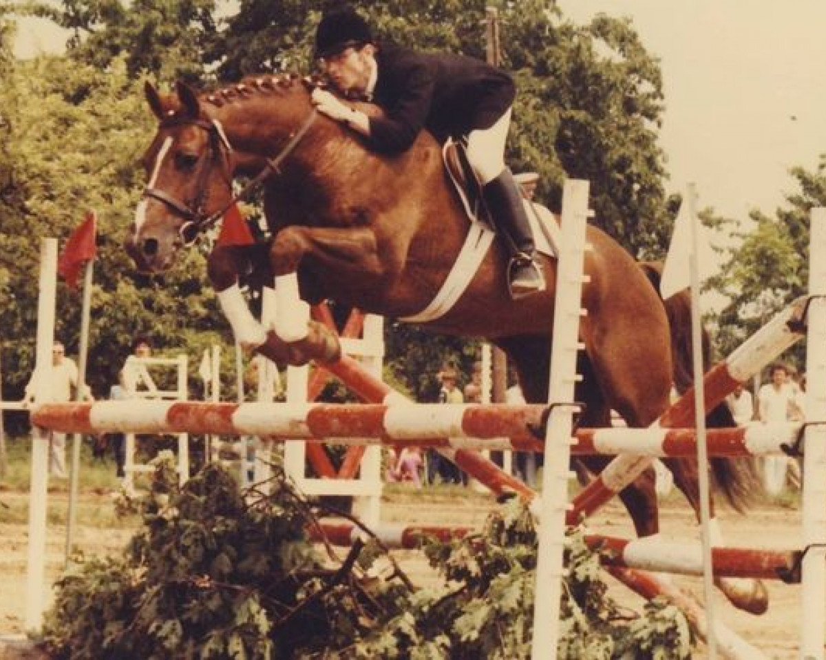 Deckhengst Horace AA (Anglo-Araber, 1973, von Long Courrier AA)