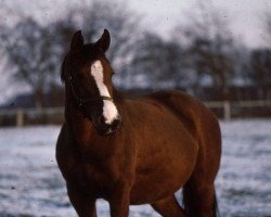 broodmare Cara Mia AA (Anglo-Arabs, 1982, from Horace AA)