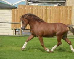 stallion Rhydgwillim Casanova (Welsh mountain pony (SEK.A), 2007, from Colne Heartsease)