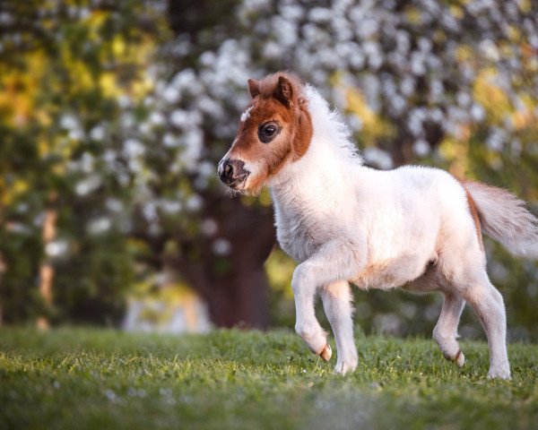 horse Galante von Saksen (Shetland pony (under 87 cm), 2022, from Yago von der Klia)