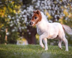 horse Galante von Saksen (Shetland Pony (unter 87 cm), 2022, from Yago von der Klia)