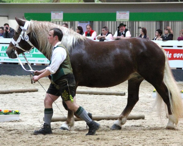 Zuchtstute Pauline (Süddeutsches Kaltblut, 2004, von Dominant)