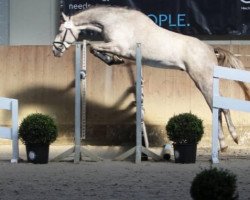 jumper Lithium-K (Austrian Warmblood, 2016, from Levisonn 208 FIN)