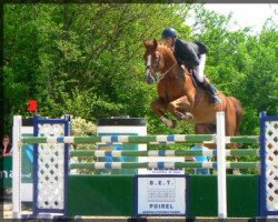 stallion Haloubet de Gorze (Selle Français, 1995, from Galoubet A)