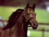 stallion Kahyasi xx (Thoroughbred, 1985, from Ile de Bourbon xx)