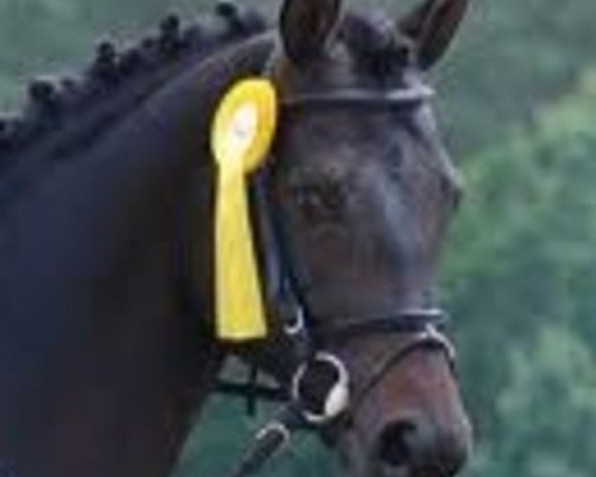 Deckhengst Fürst Brennabor (Trakehner, 2003, von Connery)